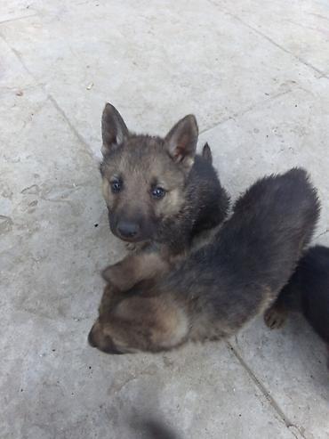 dog argentinian: 1 ay, Erkək, Ödənişli çatdırılma — 1