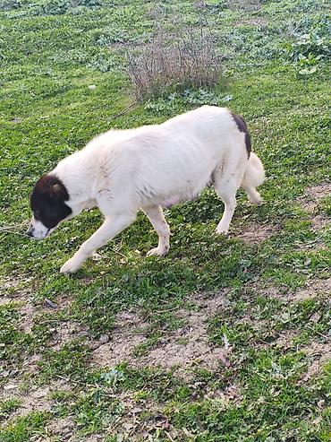 İtlər: Qafqaz çoban iti — 10