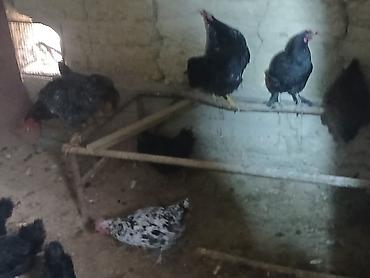 Куры, петухи: Продаю | Куры | Домашняя | Несушки at lalafo.kg — 4 Куры, петухи: Продаю | Куры | Домашняя | Несушки — 4