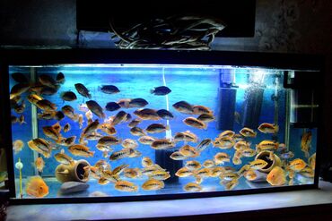 Balıqlar: Cixlid balığı — 15