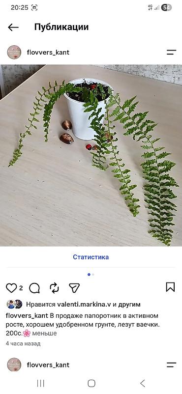 Комнатные растения: Продаю комнатные, домашние цветы. В новых горшках и хорошем — 10