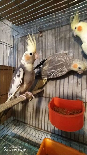 Tutuquşları: Diqqet quslarin altinin ve yerinin temizliyine fikir verin — 17