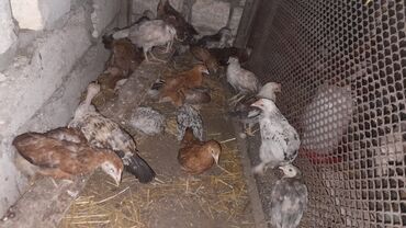 Toyuqlar: Toyuq, Yumurtalıq, Ünvandan götürmə