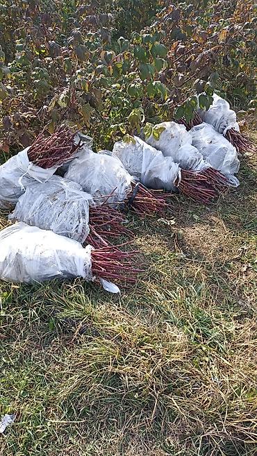 жер тошок бу: Саженцы малины Полана. 30 сом 1000 ден көп алсаңар 25 тен — 8