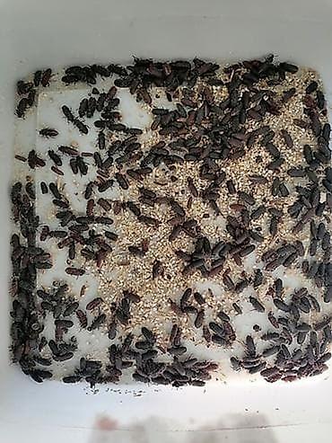 akvarium baliq bazari: 🐛 Canlı Un Qurdu Satılır! ✔️ Təzə və sağlam ✔️ Toyuqlar, quşlar və — 3