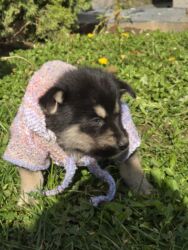 Psi: POKLANJAM štence mesanci haskija i ptičara,očišćeni od — 19