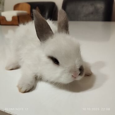 Inəklər, öküzlər: Mini lop tipli dekorativ dovşan balası - Rəng: qarlı ağ tüklər, burun