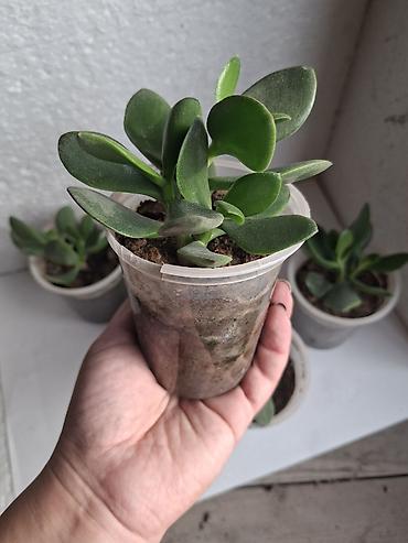 bitkilər: Qalxanqabaqlı sukkulent – “Pul ağacı” (Crassula ovata) şitilləri - — 3