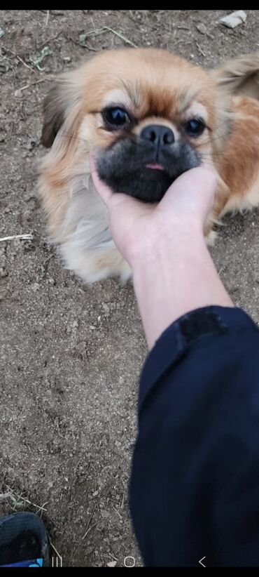 İtlər: Pekines, 1 il, Dişi, Peyvəndli, Ünvandan götürmə — 5