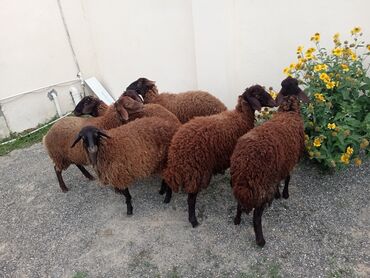 отдам кошку в хорошие руки: Самка, Qala, лет: 1, 50 кг, Для разведения, Самовывоз