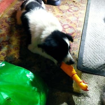 Отдам даром собаку: Собака даром: 5 месяцев, Самец, С прививкой — 13