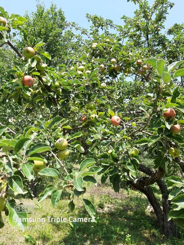 Torpaq sahələrinin satışı: 10 sot, Tikinti, Mülkiyyətçi, Kupça (Çıxarış) -da lalafo.az — 3 Torpaq sahələrinin satışı: 10 sot, Tikinti, Mülkiyyətçi, Kupça (Çıxarış) — 3