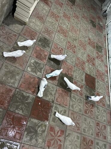 heyvanlara verilen xususi adlar: Ağ və açıq rəng çalarlarında göyərçinlər dəsti - Rənglər: əsasən qar