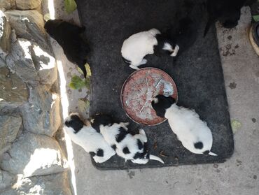 отдаю в добрые руки: Двортерьеры 7 октября родились .даром . район турбазы Бишкек lalafo.kg да отдаю в добрые руки: Двортерьеры 7 октября родились .даром . район турбазы Бишкек