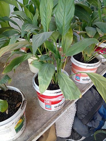 бак для: Спатифиллум (Spathiphyllum) в горшке В наличии 7 штук - Комнатное — 1