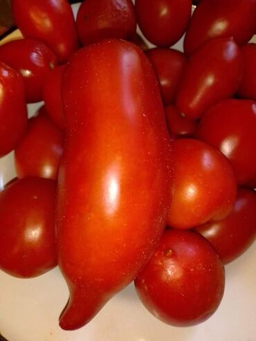 Semena i sadnice: Seme paradajza! Crveni jabučar Žuti jabučar Narandžasti jabučar — 14