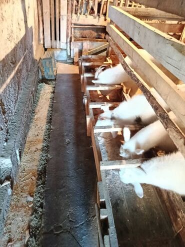 Козы, козлы: Продаю | Коза (самка) | Для разведения — 3