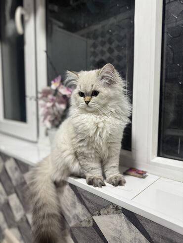 скотиш фолд шотланская вислоухая 1 месяц деврчка серый: Шотландский хайленд страйт мальчик,5 месяцев