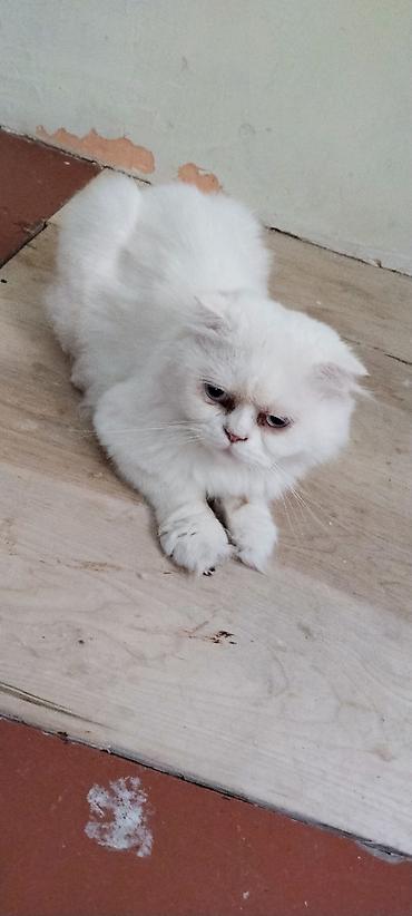 Кошки: Шотландская вислоухая, Самец — 3