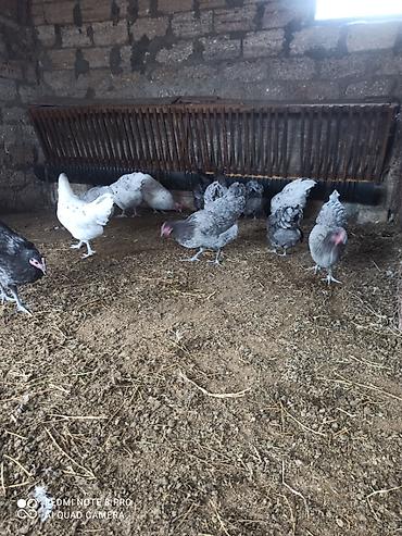 atlar: Toyuq, Australorp, Damazlıq, Ünvandan götürmə, Ödənişli çatdırılma — 9