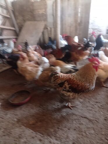 Toyuqlar: Toyuq, Damazlıq — 2