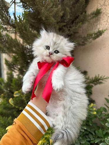 Pişiklər: Şotland yastı qulaq, Dişi — 1