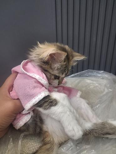котёнок девочка: Беспородная, 2 месяца, Девочка, Приучена к лотку, Проглистована — 1
