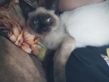 Pişiklər: Siam, Erkək — 1