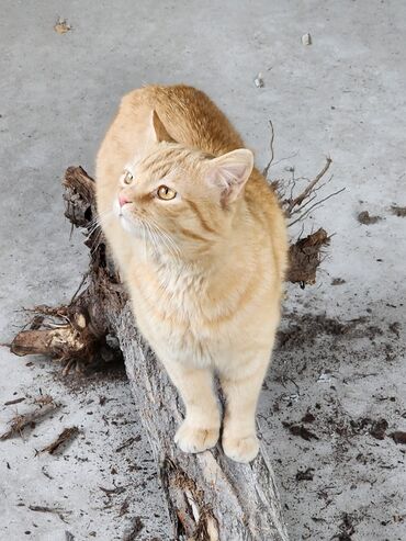 дом кошка: Отдадим в заботливые руки красивого,ласкового, молодого рыжего кота в