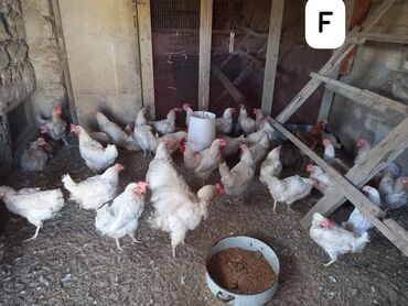 британская кошка цена в баку: Toyuq, Yumurtalıq, Ünvandan götürmə