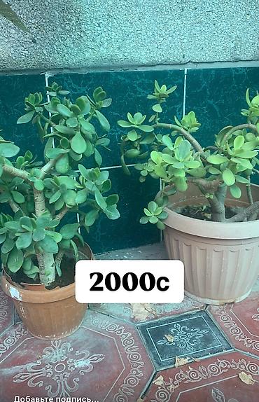 Фикусы: Комнатные и офисные цветы — 9