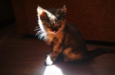 абиссинский кот: Отдам даром двух котят . котик и кошечка . возраст около полутора