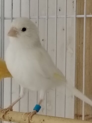 Bülbüllər: Portagal rəngdə hazir cüt gözəl oxuyan bülbüllər var — 5