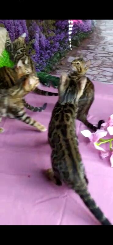 Продажа кошек: Бенгальские котята Проф.Питомник Бен Гла Мур предлагает.чудесных — 23