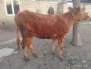 Inəklər, öküzlər: Qara dügə 8 aylıq boğazdır sakit heyvandi Qiymət 2100 Sarı dişi dana — 8