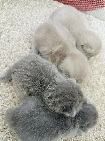 Мышыктар: Шотландские вислоухие котята (Scottish Fold)

Можно бронировать — 4