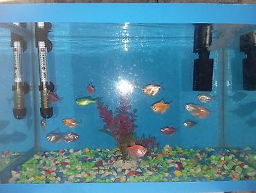 koi balığı satılık: 🐠 *AKVARYUM SATILIR - MƏRDƏKAN* 🐠 📏 Ölçü: Eni 46 sm / Uzunluğu 30 sm — 5
