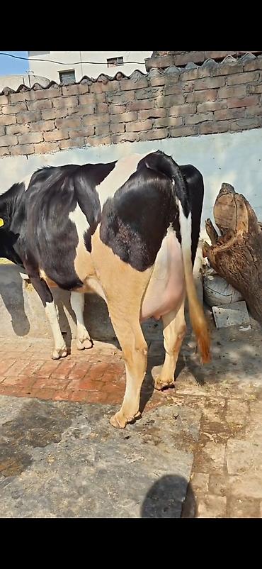 Inəklər, öküzlər: Holşteyn (qara-ağ) inək – buzovla birlikdə - Cins: Holşteyn, qara-ağ -da lalafo.az — 9 Inəklər, öküzlər: Holşteyn (qara-ağ) inək – buzovla birlikdə - Cins: Holşteyn, qara-ağ — 9