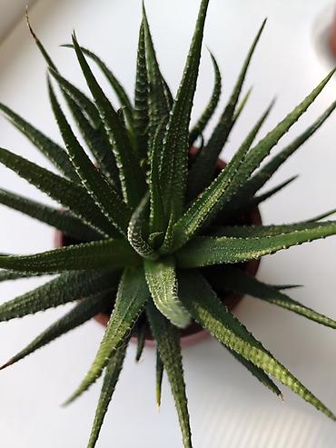 алоэ: Суккулент алоэ (вероятно, Aloe aristata/или близкий гибрид) в горшке — 1