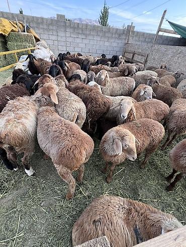 А/ч жаныбарларын сатам: Сатам | Ургаачы кой (ургаачы), Козу, Кочкор (эркек) | Көбөйтүү үчүн — 3