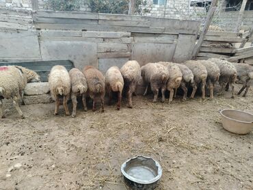 Qoyunlar, qoçlar: Razilasmaq olar — 12