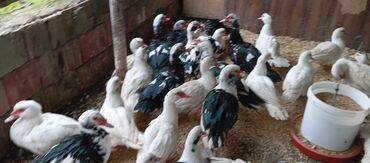 Ördəklər: Təcili satılır.Real alıcılar əlaqə saxlaya bilər — 15