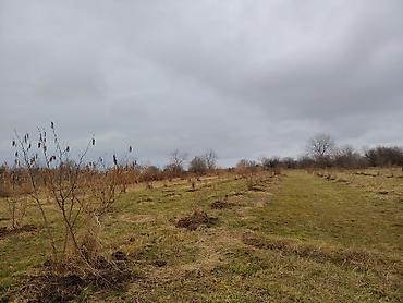 Torpaq sahələrinin satışı: Kənd təsərrüfatı -da lalafo.az — 9 Torpaq sahələrinin satışı: Kənd təsərrüfatı — 9