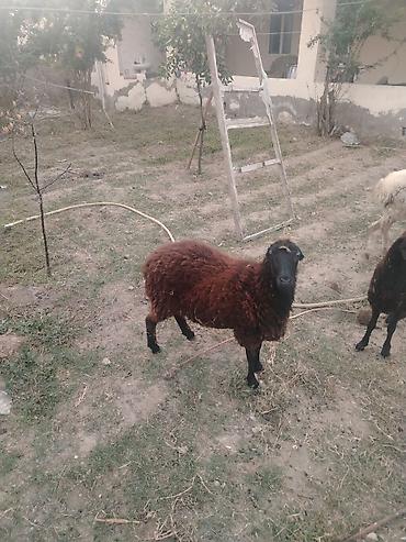 qoyun qiymətləri: Dişi, il: 1, Damazlıq — 5