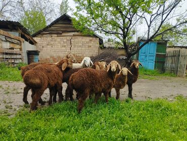 купить козу в бишкеке: Сатам | Козу | Арашан | Көбөйтүү үчүн | Токту