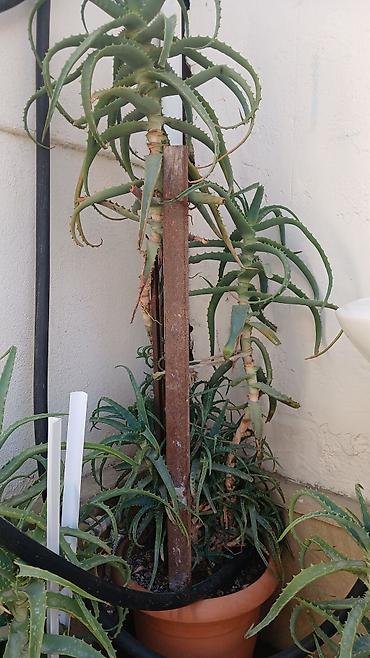 sakura ağacı: Məhsul: Otaq sukulentləri – Pul ağacı (Crassula ovata) və Aloe (Aloe — 3