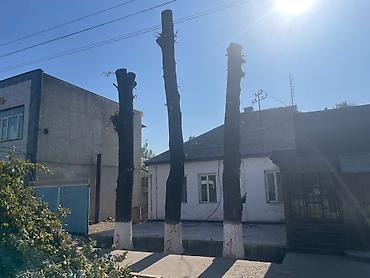 помидор сатам: Отун Терек — 1
