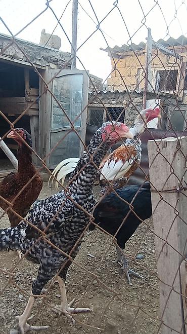 kənd çolpası satışı: Toyuq, Damazlıq, Ünvandan götürmə — 3