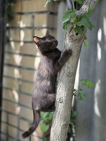 Мышыктар: 🐾 Британские котята готовы к переезду! 🏡 Предлагаются очаровательные — 3