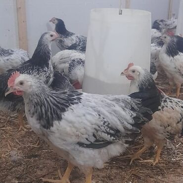 serebrist toyuqlari: Serebrist çolpalar 750 950 qram arasi çeki buyurun hamisin goturene